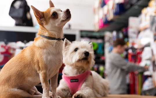 Chihuahua and Westie dogs sit on counter in pet store, looking up expectantly.