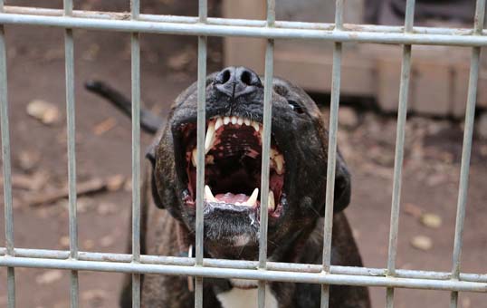 Animal Bites & Rabies