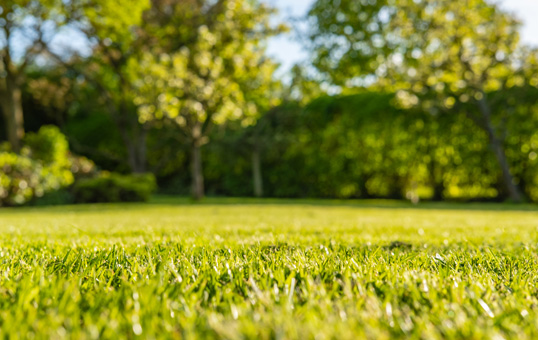 Close-up of a lush green lawn with trees and shrubs blurred in the background, suggesting a well-maintained garden or park.