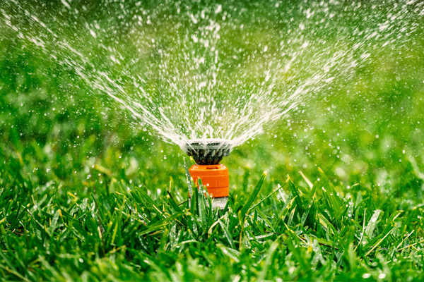 Sprinkler watering lush green lawn, spraying water in a circular pattern. Focus on irrigation and lawn care.