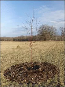 Tree planting