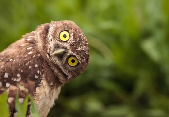 Burrowing owl with bright yellow eyes tilting its head to the side against a green background.