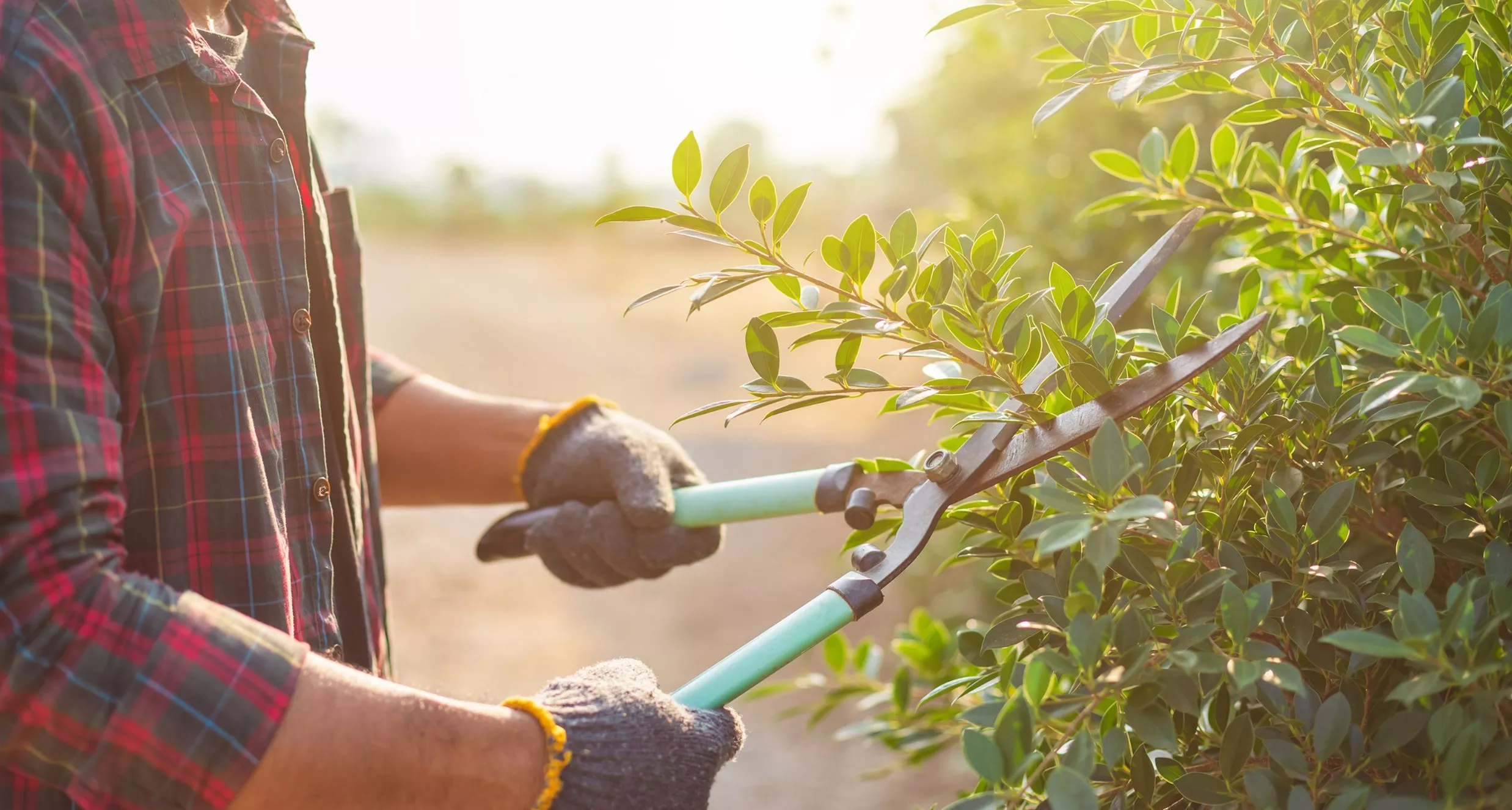 Gardener trimming a bush with shears. Person wears gloves and a plaid shirt while pruning in bright sunlight.