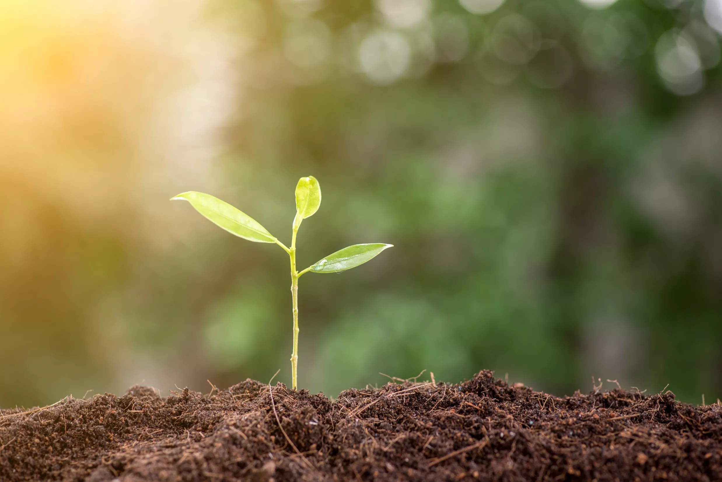 Small green sprout emerging from soil, illuminated by sunlight. Represents growth, new beginnings, or environmental concepts.