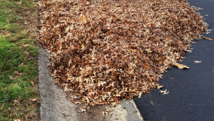 Pile of brown autumn leaves collected on the edge of a paved road next to a grassy area.